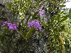 Purple orchid, the national flower