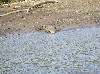 A crocodile testing the water