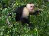 Capuchin monkey