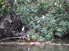 Mangroves are feeding and nesting grounds