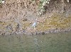 An inhabitant of the mangrove underbrush