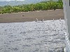 Pelicans by the water&rsquo;s edge