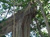 Strangling fichus tree