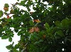 A red-and-green macaw