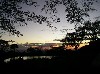 Trees at dusk