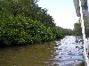 Thriving mangroves by the river