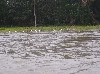 Sea birds in the rain