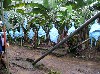 Bananas on their way to the processing plant