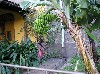 Bananas grow in bunches