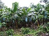 Banana field