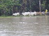 Herding cattle away from the shore