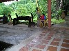 Peccary roaming the grounds of the lodge