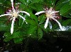 One-day flowers