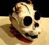A ceramic scull by Kirby Lampiasi.
