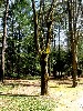 The forest and a tree.