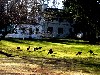 As we departed Susan pointed to the turkeys that reside at The Mount.