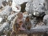 Monkey residents of Temple of Sacred Spirits