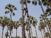Climbing to fetch palm juice