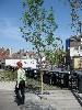 A tree grown in Chelsea.