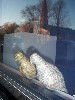 Suicide Doves placed near the gallery window.