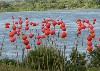 Riverine By Stacy Levy