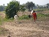 Child herder