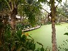 Lotus pond amidst tropical gardens at Hotel Dalabua