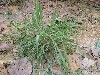 Lemon grass