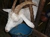 Milking the goat