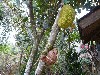 Jack fruit