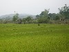 Rice fields