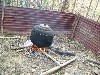 Boiling mulberry leaves