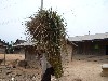 Young laborer