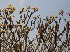 Frangipani, the national flower of Laos