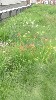 Spring Flowers in the park
