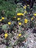 A cactus in bloom.