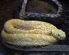 The prize specimen is an albino rattler which was bred in house.