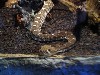 A  sidewinder,