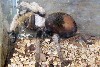 A local tarantula.