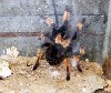 Tarantula.