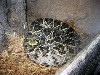 They are fed mice and rats.