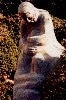 Statue of the Prodigal Son in the Cathedral&rsquo;s Gardens.  The statue was first exhibited at the 1939 New York World&rsquo;s Fair.  It went on to the Modern Museum of Art before it was installed here.