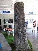 The tree?