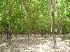 Rubber tree forest