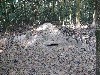 Trap resembling termite mound