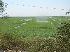 Paddy fields