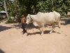 Child herder