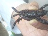 Tarantula ready for market