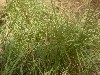 Lemon grass