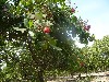 Cashew tree